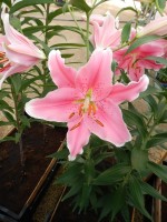 [4196 Sorbonne JWS No102.JPG]